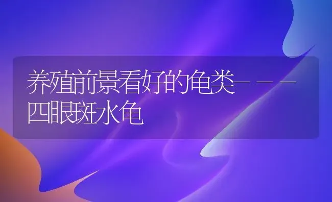 养殖前景看好的龟类---四眼斑水龟 | 养殖技术大全