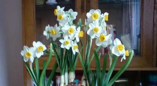 水仙花的寓意和象征,水仙花简介和寓意是什么？