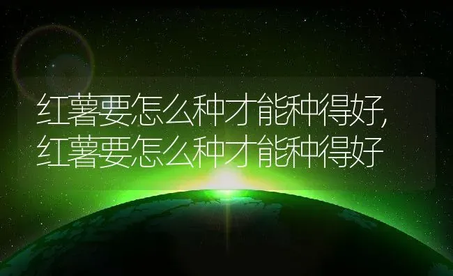 红薯要怎么种才能种得好,红薯要怎么种才能种得好 | 养殖科普