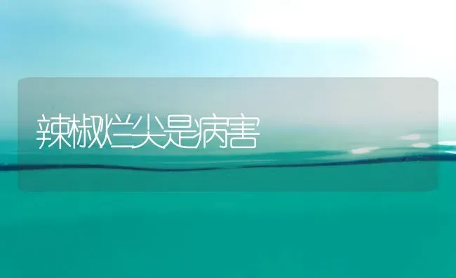 辣椒烂尖是病害 | 养殖知识