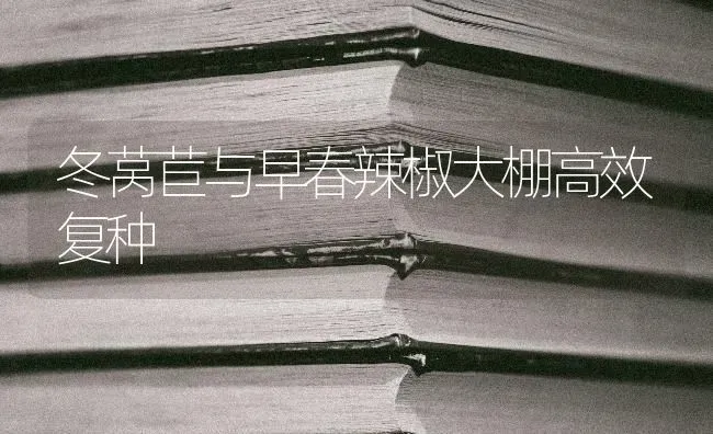 冬莴苣与早春辣椒大棚高效复种 | 养殖知识