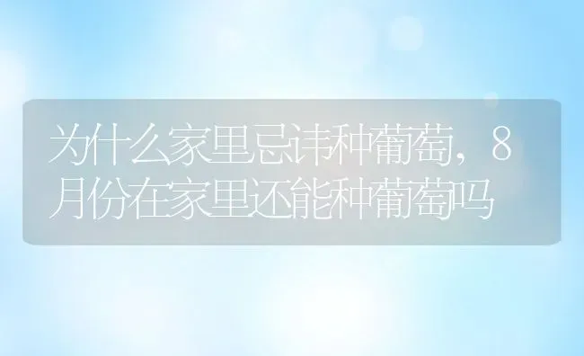 为什么家里忌讳种葡萄,8月份在家里还能种葡萄吗 | 养殖学堂