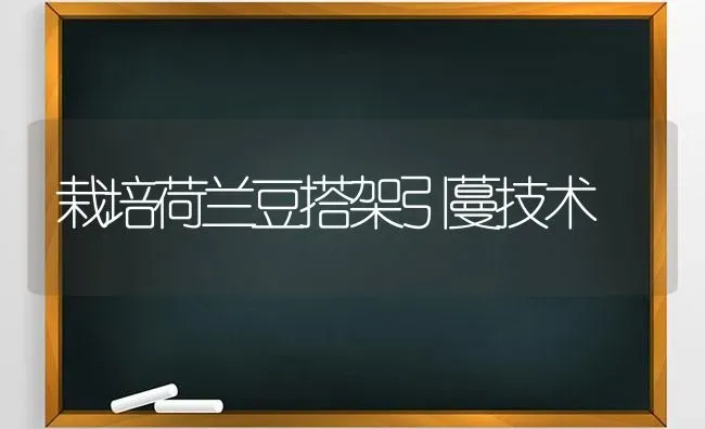 栽培荷兰豆搭架引蔓技术 | 养殖技术大全