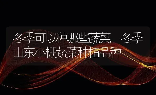 冬季可以种哪些蔬菜,冬季山东小棚蔬菜种植品种 | 养殖学堂