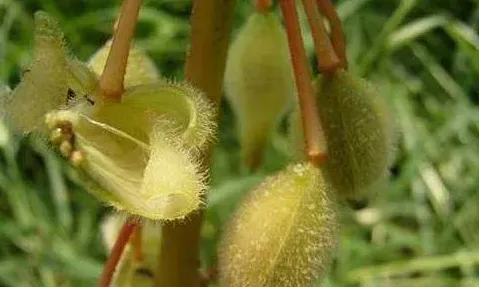 凤仙花传播种子的方法是什么,九节植物传播种子的方法？
