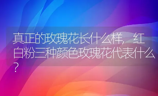真正的玫瑰花长什么样,红白粉三种颜色玫瑰花代表什么？ | 养殖科普
