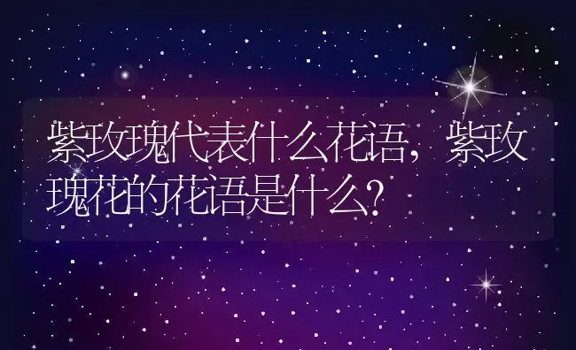 紫玫瑰代表什么花语,紫玫瑰花的花语是什么？ | 养殖科普