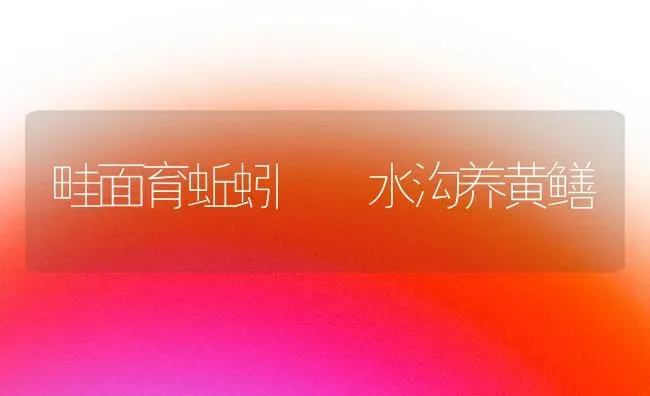 畦面育蚯蚓  水沟养黄鳝 | 养殖技术大全