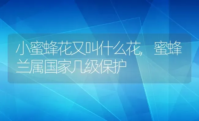 小蜜蜂花又叫什么花,蜜蜂兰属国家几级保护 | 养殖学堂