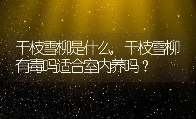 干枝雪柳是什么,干枝雪柳有毒吗适合室内养吗？ | 养殖科普