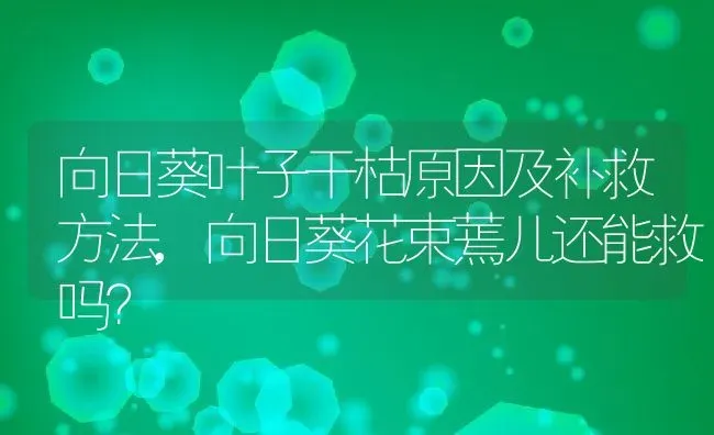 向日葵叶子干枯原因及补救方法,向日葵花束蔫儿还能救吗？ | 养殖科普