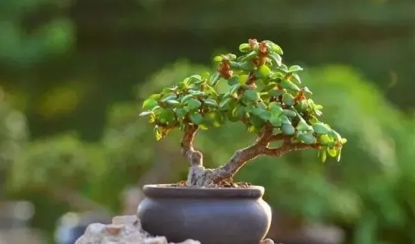 太阳花能嫁接在金枝玉叶上吗 | 农广天地