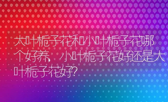 大叶栀子花和小叶栀子花哪个好养,小叶栀子花好还是大叶栀子花好？ | 养殖学堂