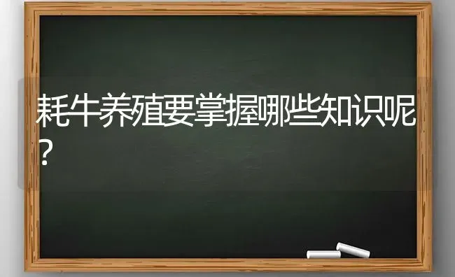 耗牛养殖要掌握哪些知识呢? | 养殖技术大全