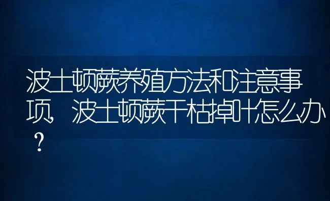 波士顿蕨养殖方法和注意事项,波士顿蕨干枯掉叶怎么办？ | 养殖科普