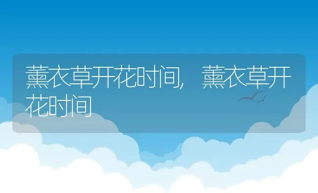 薰衣草开花时间,薰衣草开花时间 | 养殖科普