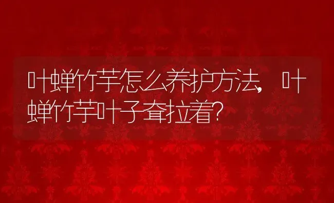 叶蝉竹芋怎么养护方法,叶蝉竹芋叶子耷拉着？ | 养殖科普