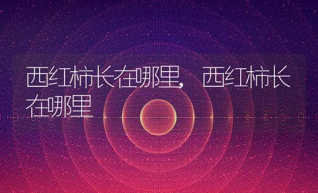 西红柿长在哪里,西红柿长在哪里 | 养殖科普