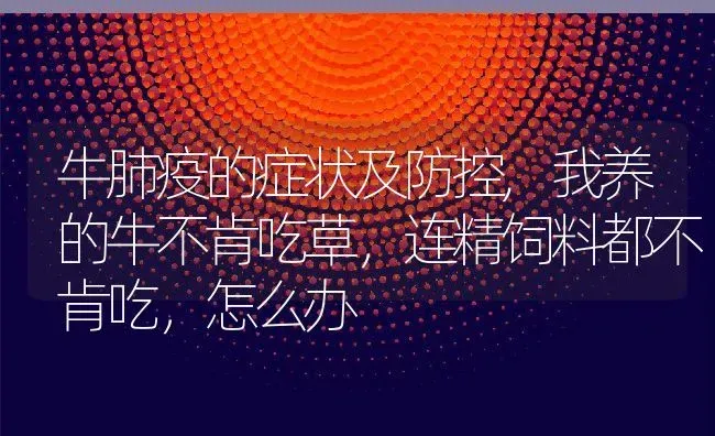牛肺疫的症状及防控,我养的牛不肯吃草，连精饲料都不肯吃，怎么办 | 养殖学堂