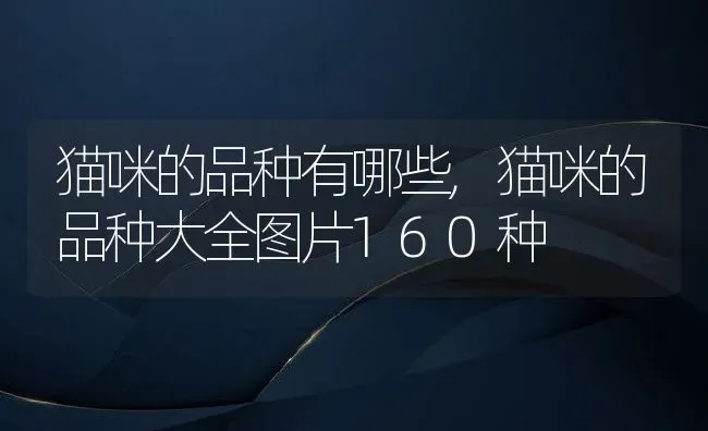 猫咪的品种有哪些,猫咪的品种大全图片160种 | 养殖资料