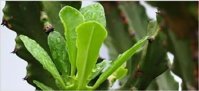 霸王鞭的功效与作用 | 生活妙招