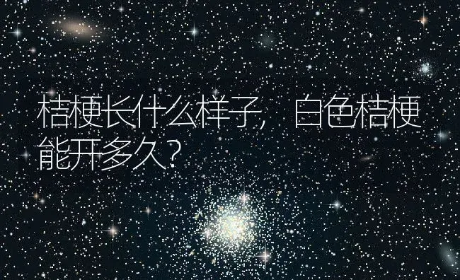 桔梗长什么样子,白色桔梗能开多久？ | 养殖科普