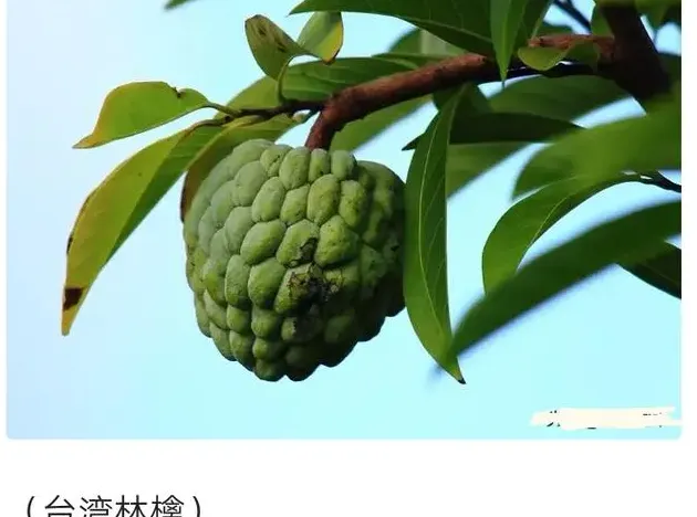 海棠的品种分类,如何辨别各种海棠？