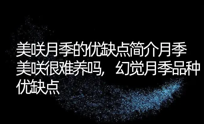 美咲月季的优缺点简介月季美咲很难养吗,幻觉月季品种优缺点 | 养殖学堂