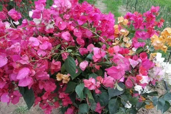三角梅什么时候开花,三角梅几年开花？