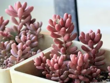 虹之玉怎么养出鲜红色,红胖子怎么养护？