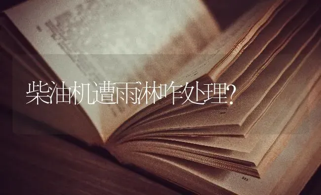 柴油机遭雨淋咋处理? | 养殖技术大全