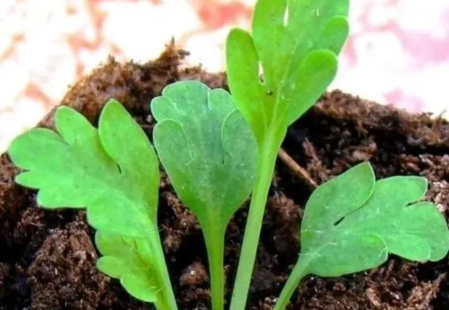 虞美人花种子什么时候播种,娇美人花种子什么时间播种？