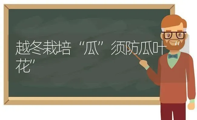 越冬栽培“瓜”须防瓜叶“花” | 养殖知识