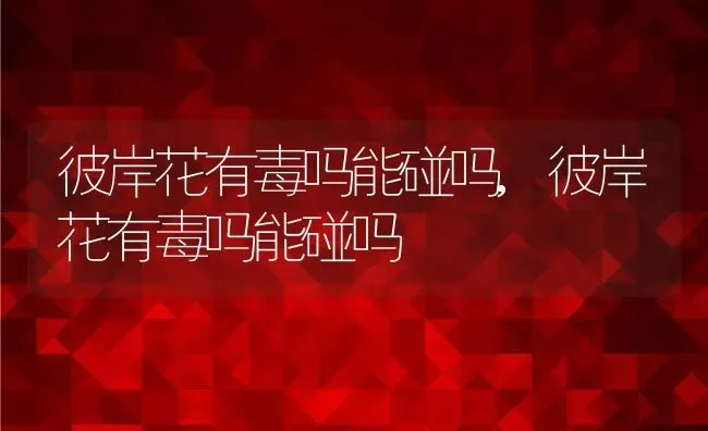 彼岸花有毒吗能碰吗,彼岸花有毒吗能碰吗 | 养殖科普