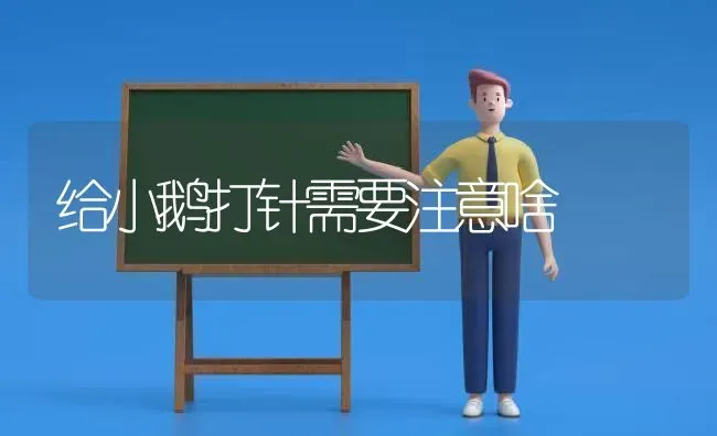 冬管蜜蜂四点注意 | 养殖技术大全