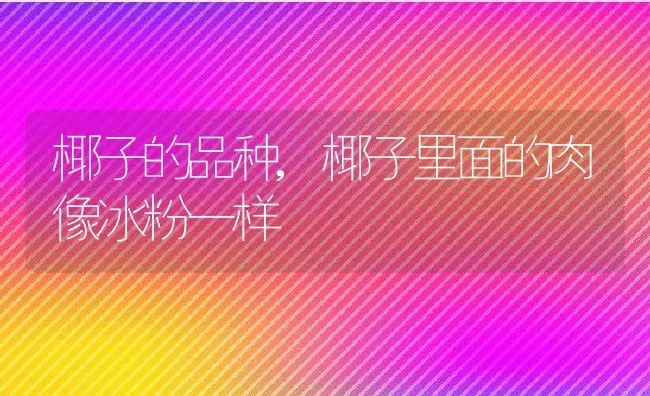 椰子的品种,椰子里面的肉像冰粉一样 | 养殖学堂