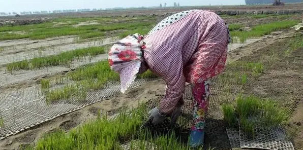 4月种植什么农作物比较好 | 实用知识