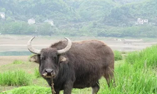 小水牛多少钱一头? | 妙招大全