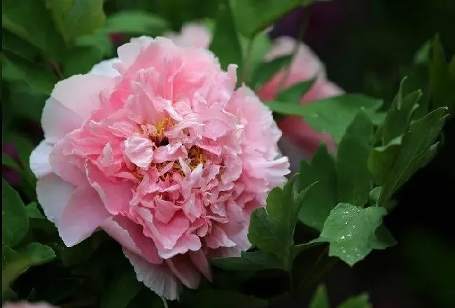 芍药花什么时候种植才能开花,3月栽的芍药当年能开花吗？