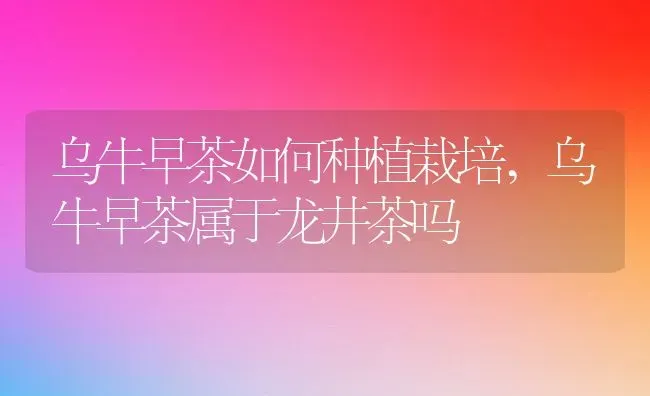 乌牛早茶如何种植栽培,乌牛早茶属于龙井茶吗 | 养殖学堂