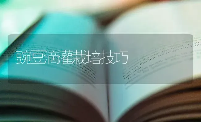 豌豆滴灌栽培技巧 | 养殖技术大全