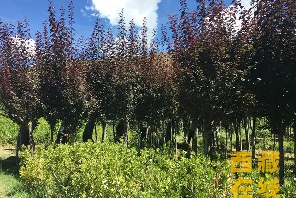 附近花卉苗圃基地在哪里,临沭有花卉苗木市场吗？