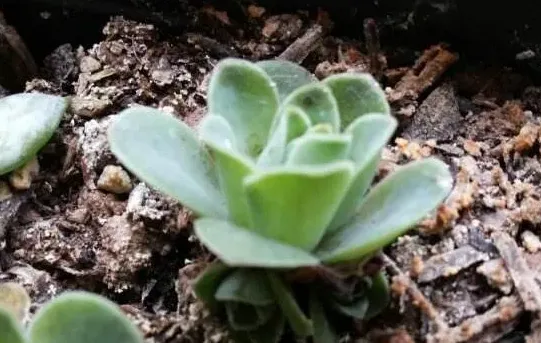 山地玫瑰怎么繁殖,什么玫瑰花不可以扦插？