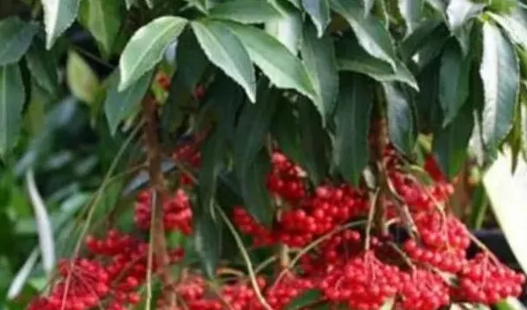 朱砂根种植方法 | 妙招大全