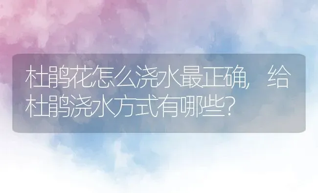 杜鹃花怎么浇水最正确,给杜鹃浇水方式有哪些？ | 养殖学堂