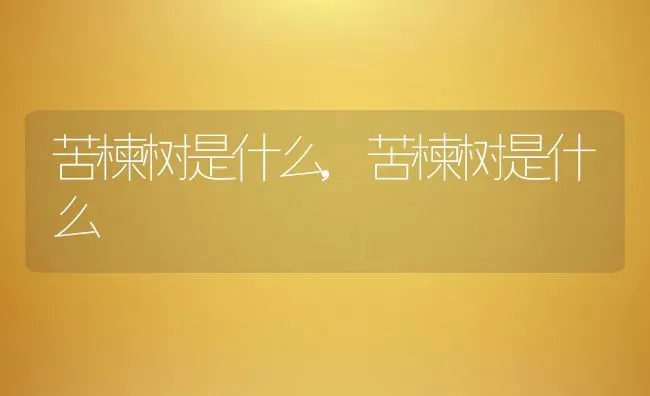 苦楝树是什么,苦楝树是什么 | 养殖科普
