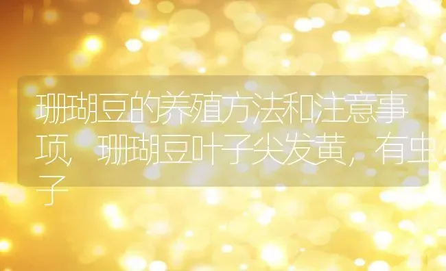 珊瑚豆的养殖方法和注意事项,珊瑚豆叶子尖发黄，有虫子 | 养殖学堂
