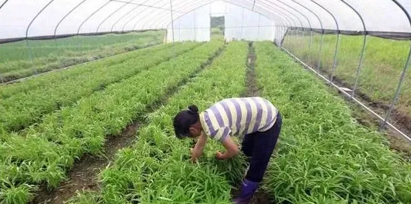 大棚空心菜种植时间怎么把握 | 妙招大全