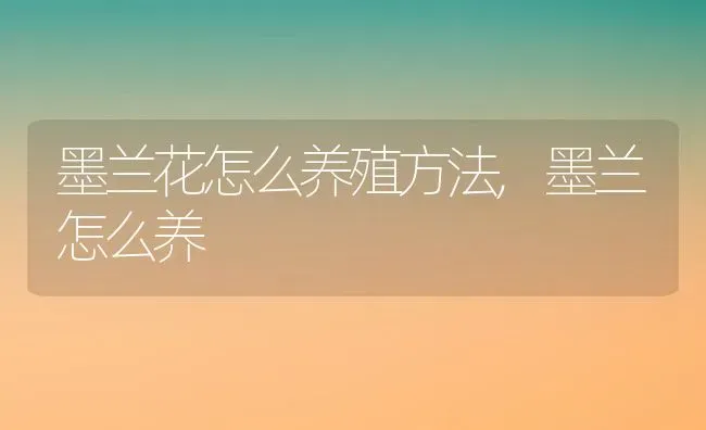 墨兰花怎么养殖方法,墨兰怎么养 | 养殖学堂