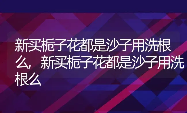 新买栀子花都是沙子用洗根么,新买栀子花都是沙子用洗根么 | 养殖科普